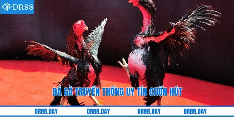 Đá gà truyền thống uy tín cuốn hút